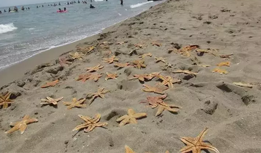 Ölü deniz yıldızları kıyıya vurdu: Endişe yarattı!