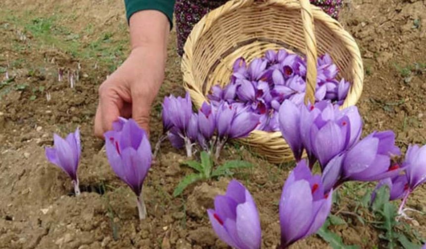 Safranbolu’da 200 bin çiçek üretildi