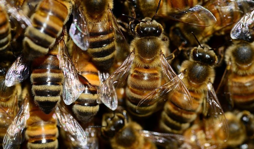 3 yaşındaki çocuğun odasından 60 binden fazla arı çıktı