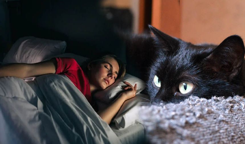 Rüyada kedi görmek ne anlama gelir?