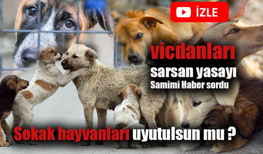 Sokak hayvanları uyutulmalı mı?