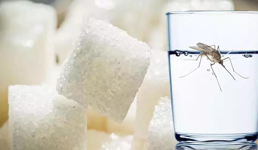 böcekleri kovak için tuz su şekeri karıştırın sivrisinekleri nasıl kovarsınız