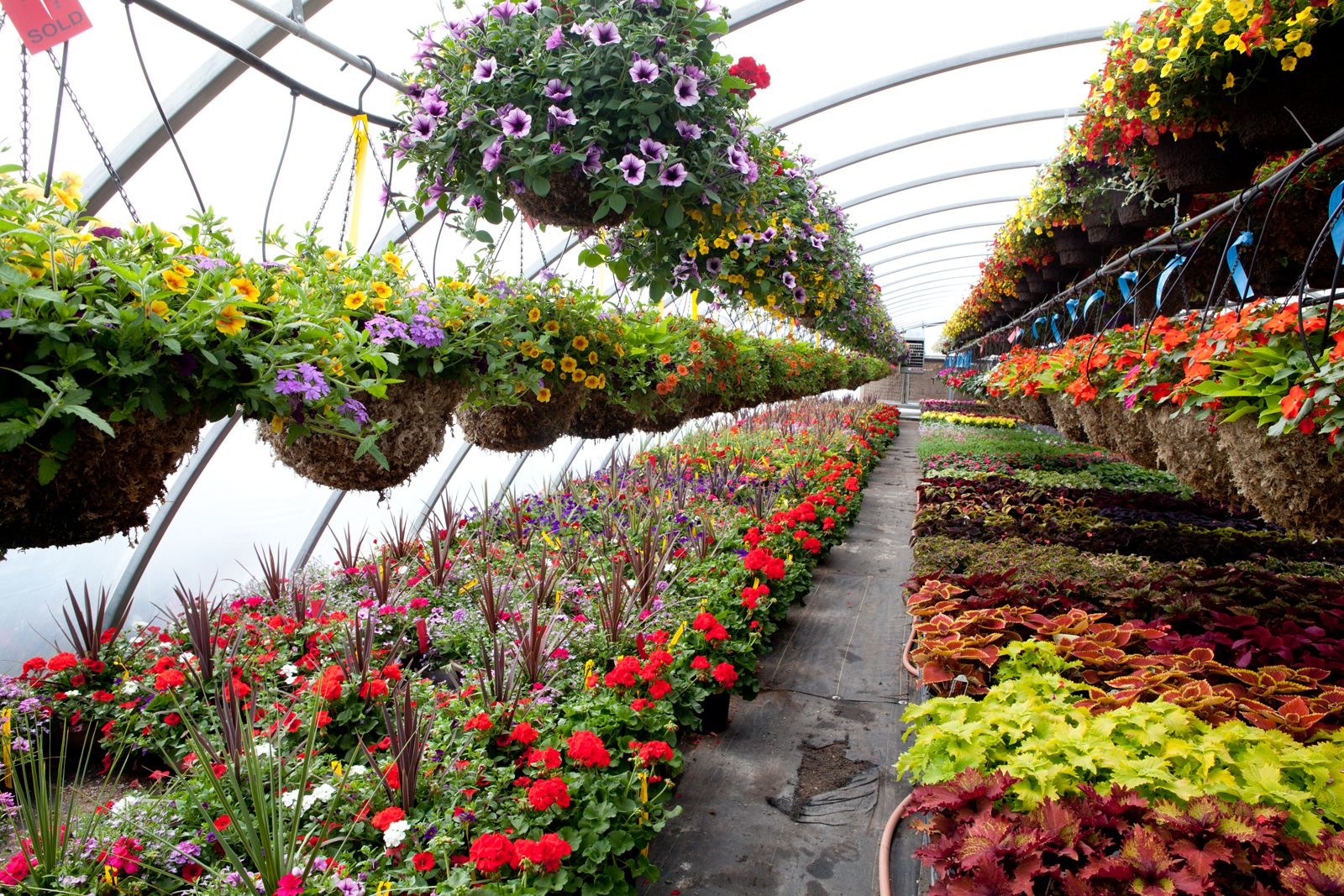 Çiçekçilik ve Bahçe Kültürünün Şöleni: Eurasia Plant Fair