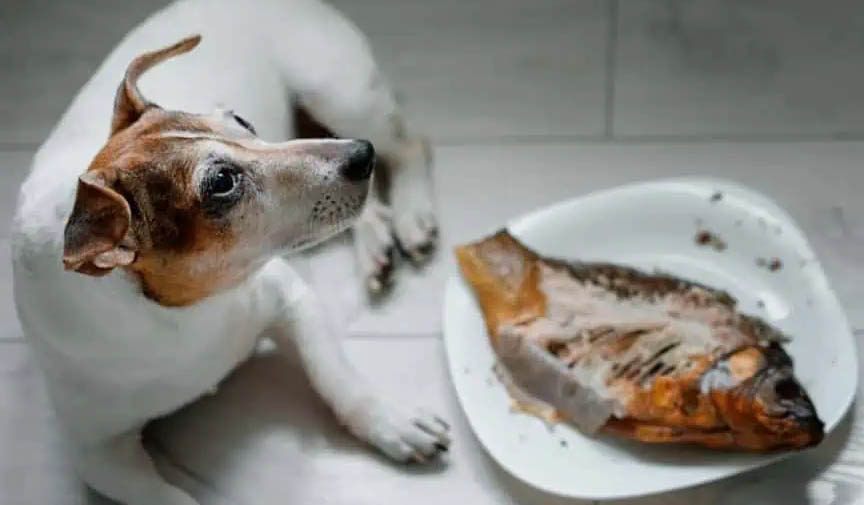 köpeğinizin ömrü uzasın diye ne yedirmeli