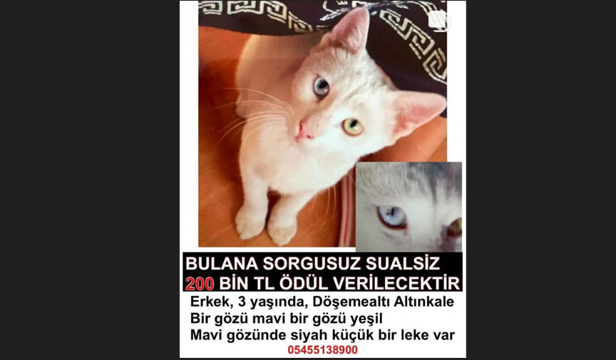 antalyada kayıp kedi ilanı  200 bin lira ödül