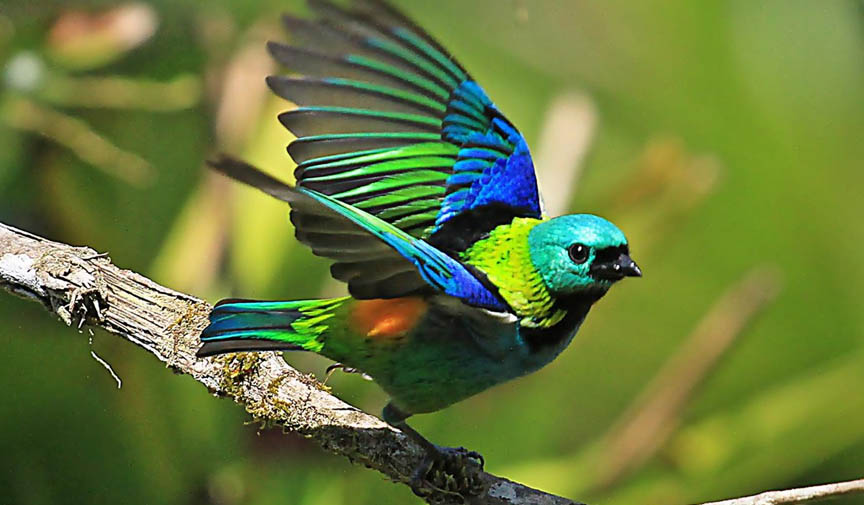 rüyada renkli kuş görmek ne anlama gelir