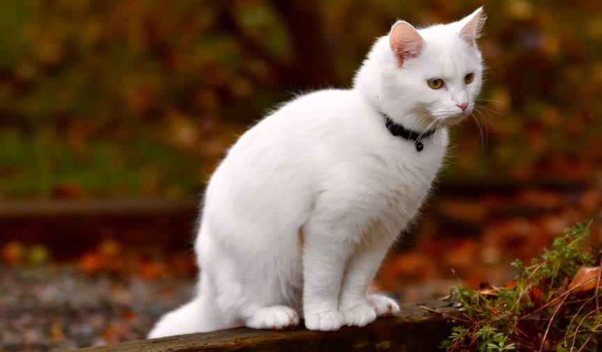 rüyada beyaz kedi görmek ne anlama gelir