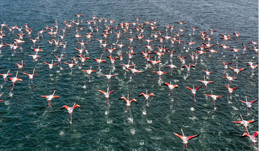 Yolcu uçağı flamingo sürüsüne çarptı