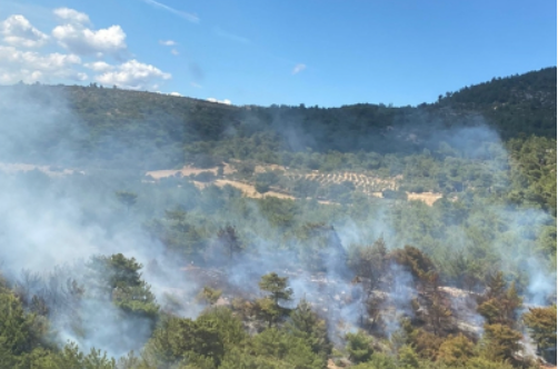 Bergama’da orman yangını