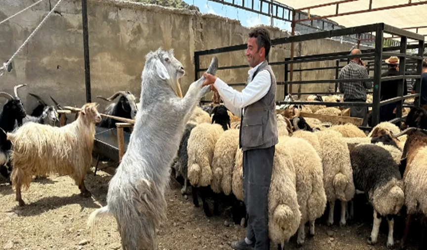 Kurban kesimi yaralanmalarına dikkat!