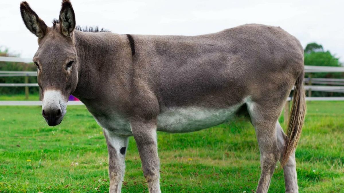 Rüyada Eşek Görmek