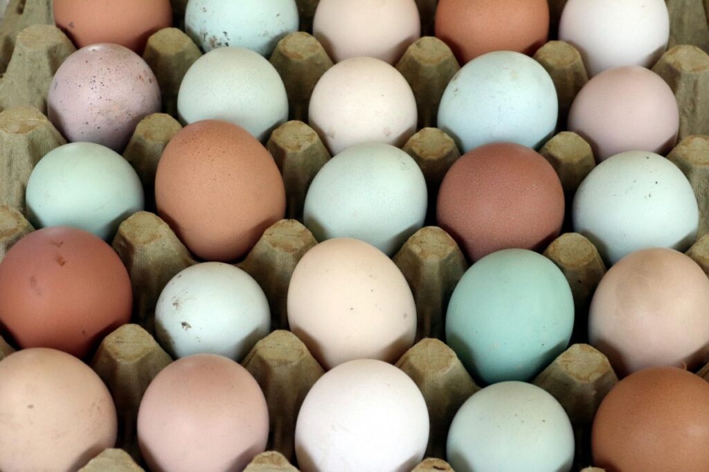 Renkli Yumurta